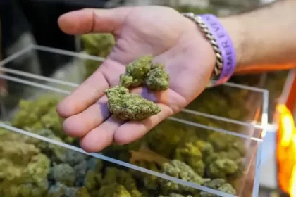 Científico analizando muestras de cannabis en laboratorio tras la reclasificación de la marihuana a Lista III por orden ejecutiva