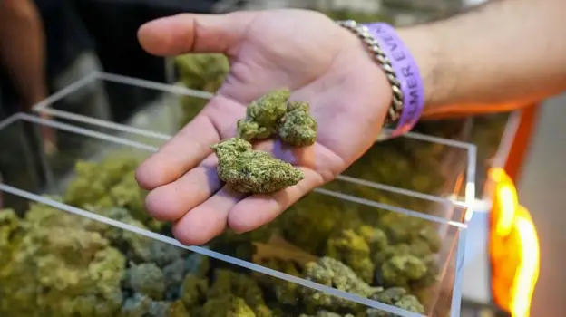 Científico analizando muestras de cannabis en laboratorio tras la reclasificación de la marihuana a Lista III por orden ejecutiva