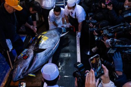 Atún rojo de 243 kg capturado en Oma, listo para sushi premium tras subasta récord en Tokio