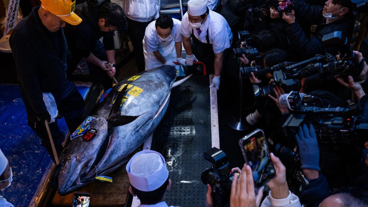 Atún rojo de 243 kg capturado en Oma, listo para sushi premium tras subasta récord en Tokio