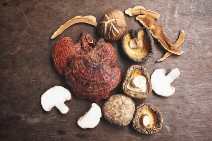 Tres hongos medicinales (Shiitake, Reishi y Melena de León) en una composición que destaca sus beneficios para inmunidad y memoria según estudios científicos