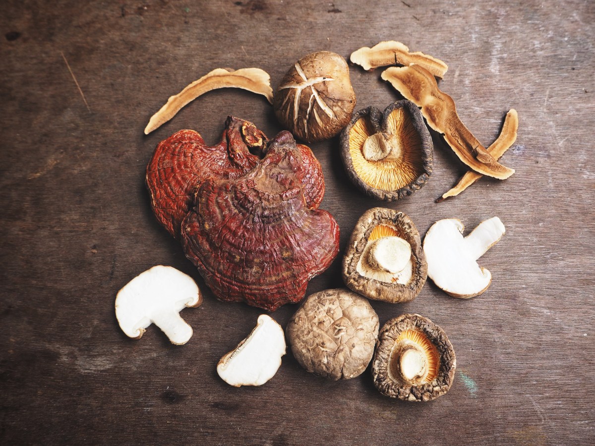 Tres hongos medicinales (Shiitake, Reishi y Melena de León) en una composición que destaca sus beneficios para inmunidad y memoria según estudios científicos
