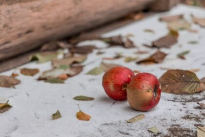 Alimentos expuestos a nieve contaminada con bacterias como E. coli, mostrando riesgo de conservación insegura en clima frío