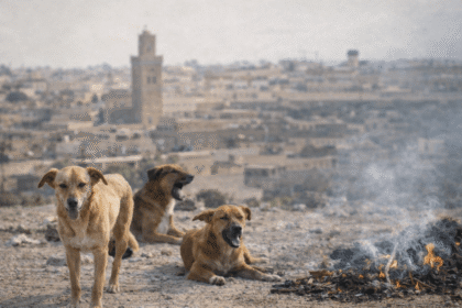 Perro callejero en Marrakech con collar de vacunación, símbolo de la polémica por matanzas antes del Mundial 2030 en Marruecos