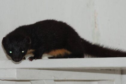 Comadreja colombiana (Mustela felipei) fotografiada en Dagua, Valle del Cauca, tras 40 años sin registros científicos, ejemplo de big data en biodiversidad