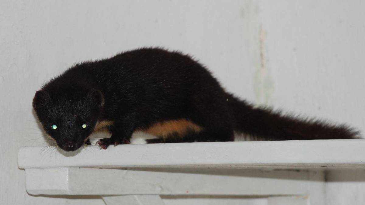 Comadreja colombiana (Mustela felipei) fotografiada en Dagua, Valle del Cauca, tras 40 años sin registros científicos, ejemplo de big data en biodiversidad
