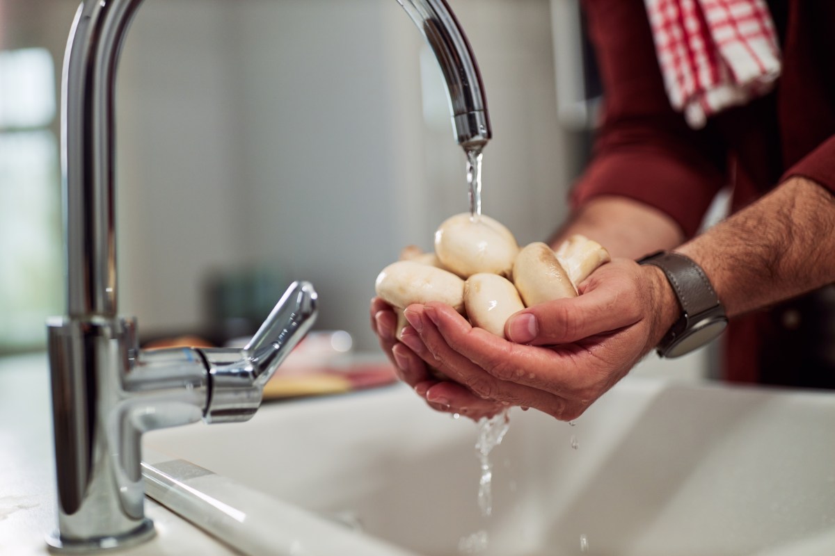 Champiñones frescos bajo agua corriente con un cepillo suave para eliminar residuos de sustrato nutritivo sin dañar su textura