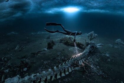 Esqueletos de ballenas minke atrapados a 5 metros bajo el hielo ártico de Groenlandia, iluminados por luz azul en un 'desierto nutricional'