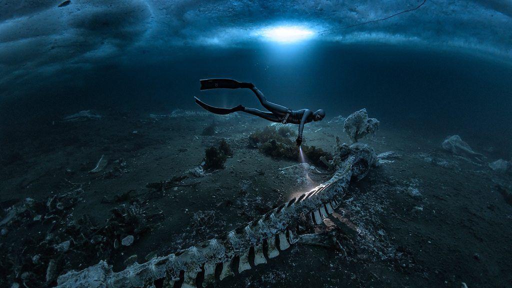 Esqueletos de ballenas minke atrapados a 5 metros bajo el hielo ártico de Groenlandia, iluminados por luz azul en un 'desierto nutricional'