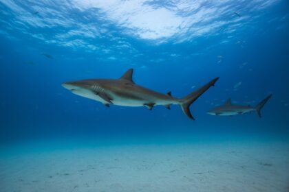 Tiburón nadando en aguas cristalinas de Bahamas con residuos químicos como cocaína y cafeína en su organismo según estudio científico