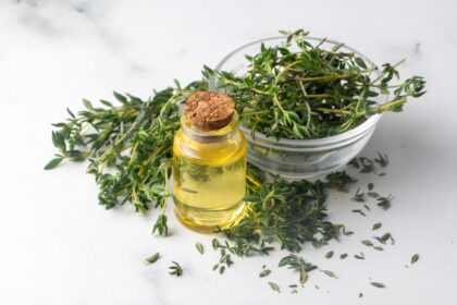 Ramas frescas de tomillo entre olivos verdes, mostrando su uso en agricultura regenerativa y cocina mediterránea