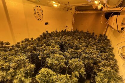 Agentes de la Guardia Civil inspecionando un cultivo ilegal con 160 plantas de cannabis en fase de floración y sistemas eléctricos fraudulentos