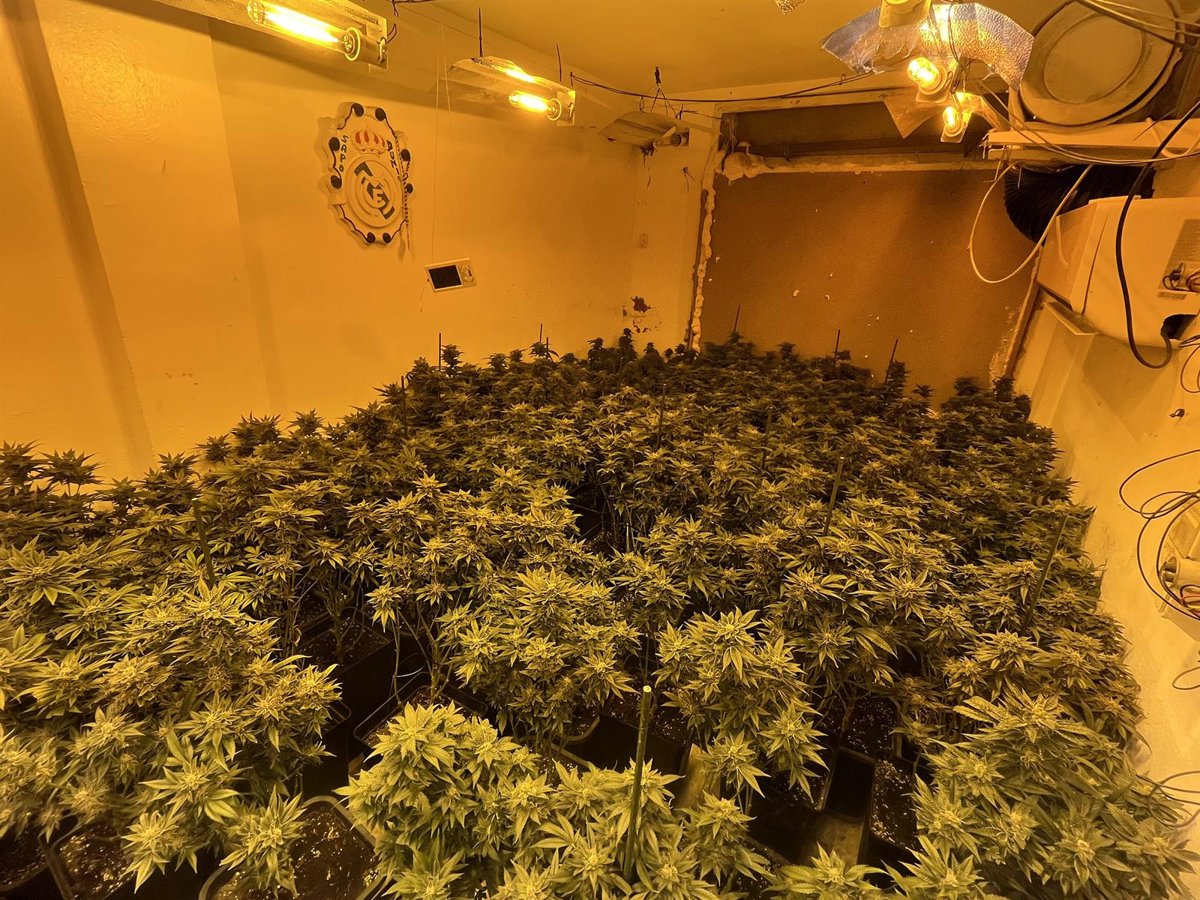 Agentes de la Guardia Civil inspecionando un cultivo ilegal con 160 plantas de cannabis en fase de floración y sistemas eléctricos fraudulentos