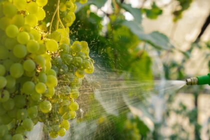 Fresas y espinacas de la 'Dirty Dozen 2026' con residuos visibles de pesticidas según informe EWG
