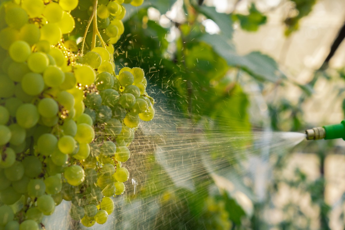 Fresas y espinacas de la 'Dirty Dozen 2026' con residuos visibles de pesticidas según informe EWG