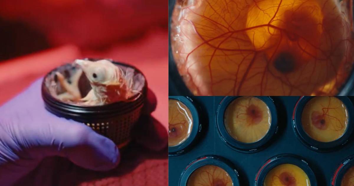 Polluelos recién nacidos dentro de cáscaras transparentes impresas en 3D, mostrando el futuro de la gestación artificial para especies extintas como el moa gigante