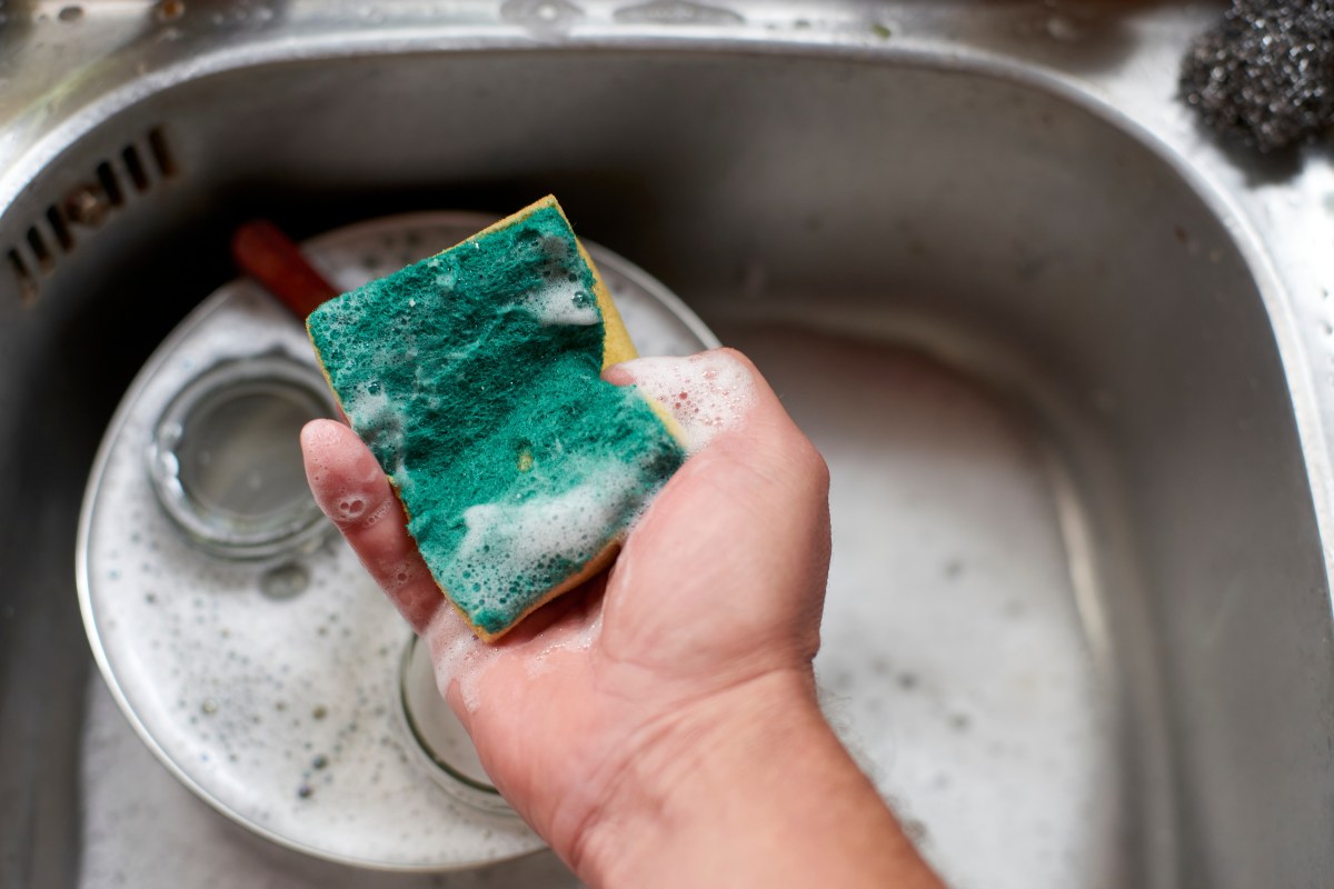 Esponja de cocina sucia bajo microscopio mostrando colonias de bacterias E. coli y Pseudomonas en color rojo brillante