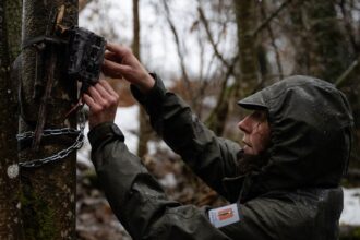 Sara Beery del MIT analizando imágenes de cámaras trampa con IA para conservación de biodiversidad
