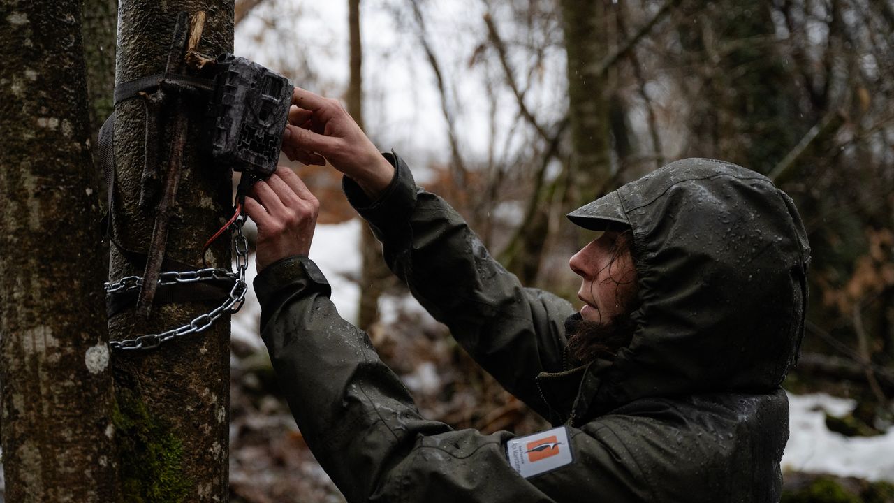 Sara Beery del MIT analizando imágenes de cámaras trampa con IA para conservación de biodiversidad